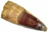 Fossil Spinosaurus Tooth - Robust Tooth! #305572-1